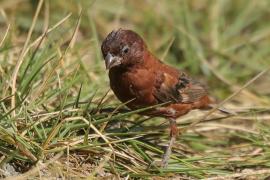 Wróbel kasztanowaty - Passer eminibey - Chestnut Sparrow