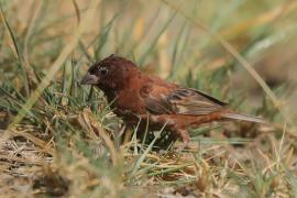 Wróbel kasztanowaty - Passer eminibey - Chestnut Sparrow