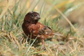 Wróbel kasztanowaty - Passer eminibey - Chestnut Sparrow