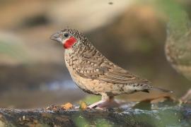 Amadyna obrożna - Amadina fasciata - Cut-throat Finch