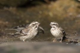 Afrokulczyk etiopski - Crithagra reichenowi - Reichenow's Seedeater