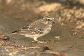 Afrokulczyk etiopski - Crithagra reichenowi - Reichenow's Seedeater