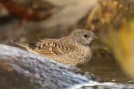 Amadyna obrożna - Amadina fasciata - Cut-throat Finch