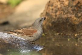Wróbel szary - Passer swainsonii - Swainson's Sparrow