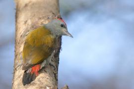 Dzięcioł szarogłowy - Mesopicos spodocephalus - Grey Woodpecker