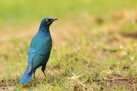 Błyszczak stalowy - Lamprotornis chalybaeus - Greater Blue-eared Starling