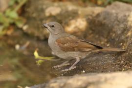 Wróbel szary - Passer swainsonii - Swainson's Sparrow