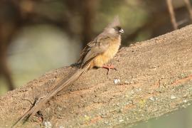 Czepiga rudawa - Colius striatus - Speckled Mousebird