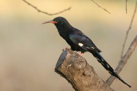 Sierpodudek kenijski - Phoeniculus granti - Grant's Wood-hoopoe