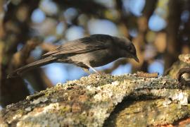Mucharka czarna - Melaenornis edolioides - Northern Black Flycatcher