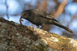 Mucharka czarna - Melaenornis edolioides - Northern Black Flycatcher