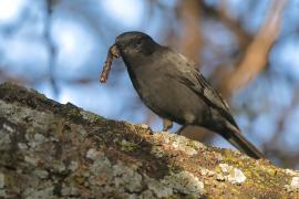 Mucharka czarna - Melaenornis edolioides - Northern Black Flycatcher