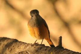 Nagórnik mały - Monticola rufocinereus - Little rock-thrush