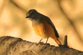 Nagórnik mały - Monticola rufocinereus - Little rock-thrush