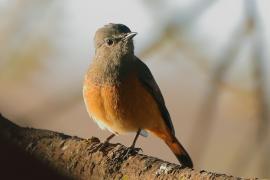 Nagórnik mały - Monticola rufocinereus - Little rock-thrush