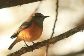 Nagórnik mały - Monticola rufocinereus - Little rock-thrush