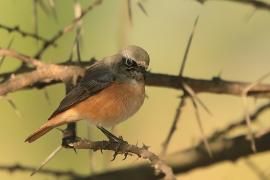 Pleszka - Phoenicurus phoenicurus - Common Redstart