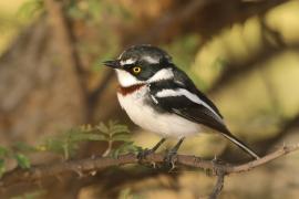 Krępnik ciemnogłowy - Batis minor - Black-headed Batis