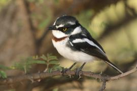 Krępnik ciemnogłowy - Batis minor - Black-headed Batis