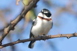 Krępnik ciemnogłowy - Batis minor - Black-headed Batis
