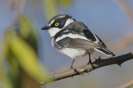 Krępnik ciemnogłowy - Batis minor - Black-headed Batis