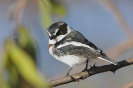 Krępnik ciemnogłowy - Batis minor - Black-headed Batis
