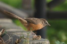 Dżunglotymal rdzawy - Argya rubiginosa - Rufous Chatterer