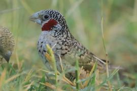 Amadyna obrożna - Amadina fasciata - Cut-throat Finch