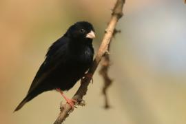 Wdówka atłasowa - Vidua chalybeata - Village Indigobird