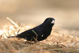 Wdówka atłasowa - Vidua chalybeata - Village Indigobird