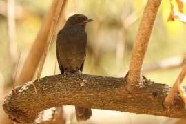 Mucharka czarna - Melaenornis edolioides - Northern Black Flycatcher