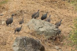 Perlica zwyczajna - Numida meleagris - Helmeted Guineafowl