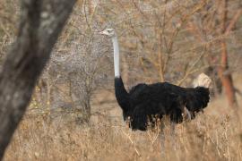 Struś szaroskóry - Sturio molybdophanes - Somali Ostrich