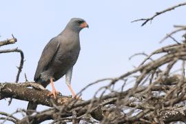 Jastrzębiak ciemny - Melierax metabates - Dark Chanting Goshawk