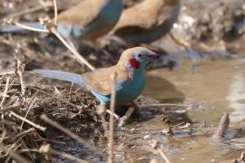 Motylik krasnouchy - Uraeginthus bengalus - Red-cheeked Cordon-bleu