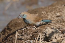 Motylik krasnouchy - Uraeginthus bengalus - Red-cheeked Cordon-bleu