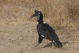 Dzioboróg abisyński - Bucorvus abyssinicus - Northern Ground Hornbill