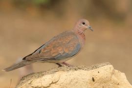 Synogarlica senegalska - Streptopelia senegalensis - Laughing Dove