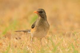 Drozd żółtodzioby - Turdus pelios - African Thrush