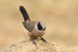 Astryld różany - Estrilda charmosyna - Black-cheeked Waxbill