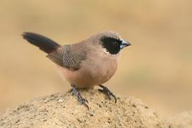 Astryld różany - Estrilda charmosyna - Black-cheeked Waxbill