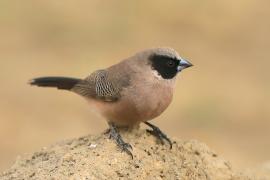 Astryld różany - Estrilda charmosyna - Black-cheeked Waxbill