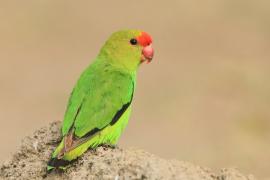 Nierozłączka czarnoskrzydła - Agapornis taranta - Black-winged Lovebird