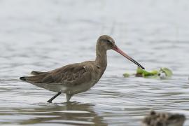 Szlamnik - Limosa lapponica - Bar-tailed Godwit 