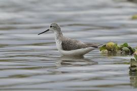 Brodziec pławny - Tringa stagnatilis - Marsh Sandpiper