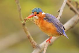 Zimorodek malachitowy - Corythornis cristatus  - African Malachite Kingfisher