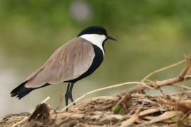 Czajka szponiasta - Vanellus spinosus - Spur-winged Lapwing