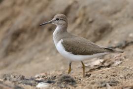 Brodziec piskliwy - Actitis hypoleucos - Common Sandpiper