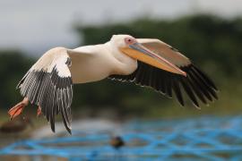 Pelikan różowy - Pelecanus onocrotalus - Great White Pelican