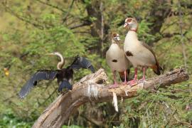 Gęsiówka egipska - Alopochen aegyptiaca - Egyptian Goose